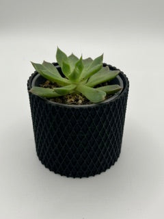 Your new pet plant in a 3d printed pot