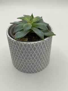 Your new pet plant in a 3d printed pot