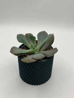 Your new pet plant in a 3d printed pot